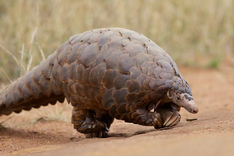 BIODIVERSITE EN PERIL EN RDC : LA SOCIETE CIVILE ENVIRONNEMENTALE INTERPELLE LES GROUPES ARMES