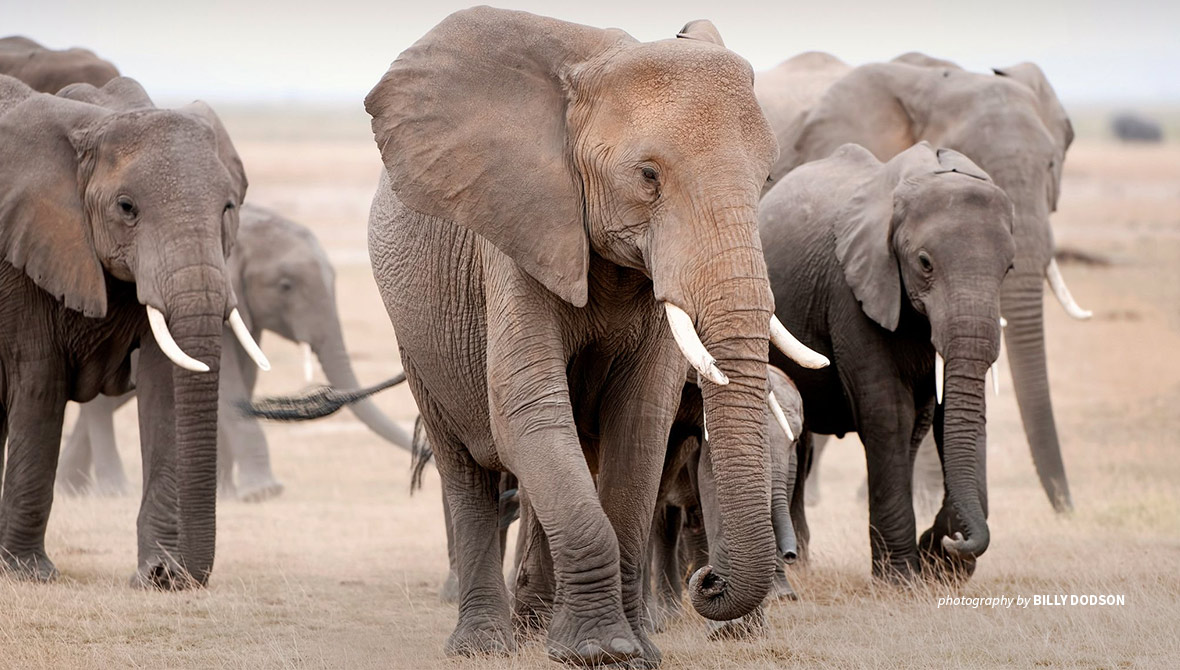 AWF : protéger la faune, une urgence pour le climat et la biodiversité - JME 2026