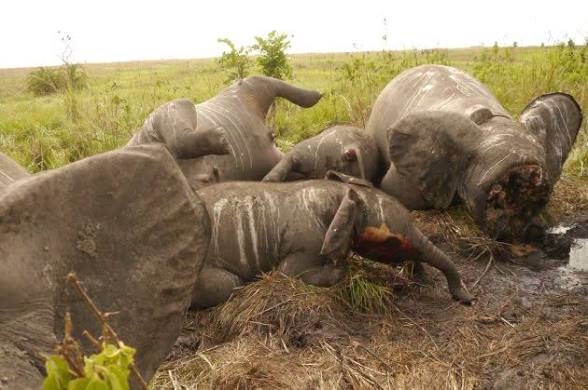 MANIEMA : BRACONNAGE D'UN ÉLÉPHANT À PUNIA, GREENPEACE AFRIQUE APPELLE À UNE ENQUÊTE INDÉPENDANTE