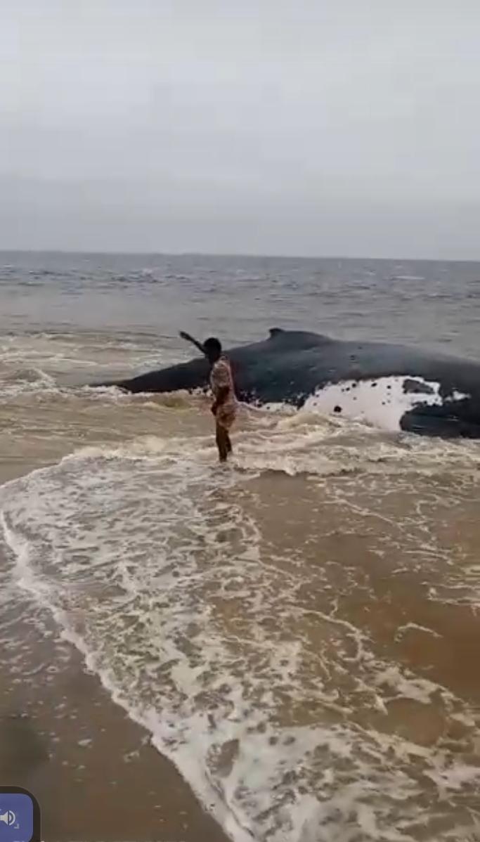 MUANDA : L'ÉCHEC DES OPÉRATIONS DE SAUVETAGE D'UNE BALEINE ÉCHOUÉE RELANCE LE DÉBAT SUR LA CAPACITÉ D'INTERVENTION EN RDC