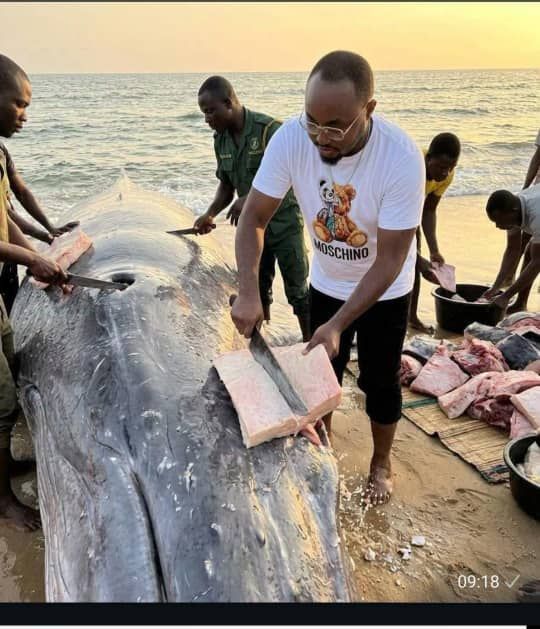 MUANDA : FAUSSES IMAGES AUTOUR DE LA BALEINE ÉCHOUÉE, L'ICCN DÉMENT TOUTE DISTRIBUTION DE VIANDE