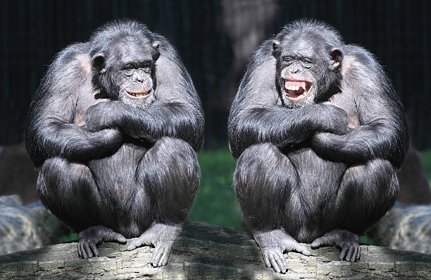 JOURNÉE MONDIALE DES CHIMPANZÉS : « PROTÉGER LES CHIMPANZÉS, C'EST SAUVEGARDER LES FORÊTS DU BASSIN DU CONGO »