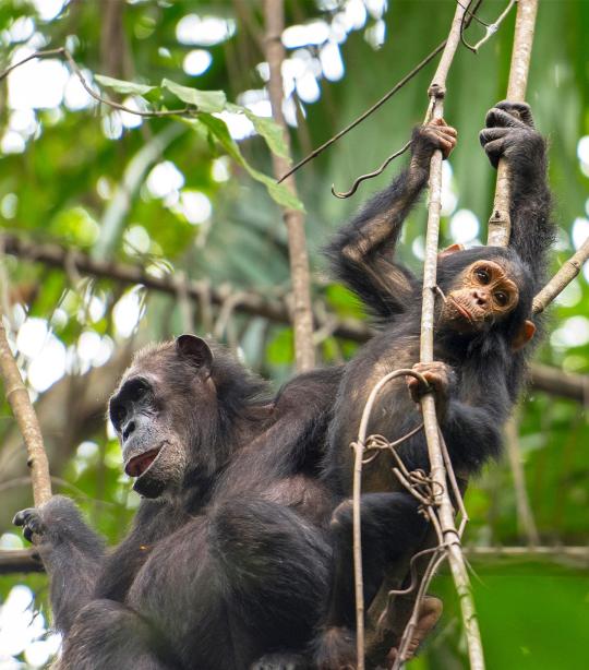 Protéger les chimpanzés en RDC : pourquoi l’application de la loi compte autant que la législation
