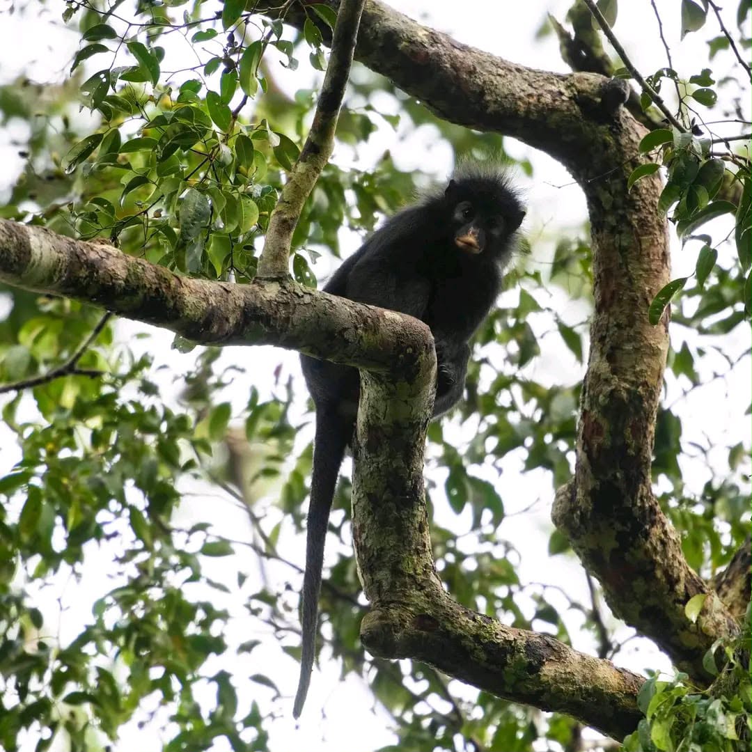 À L'AUBE DE SES 10 ANS, LE PARC NATIONAL DE LA LOMAMI RÉVÈLE UNE NOUVELLE ESPÈCE DE SINGE : COLOBUS CONGOENSIS