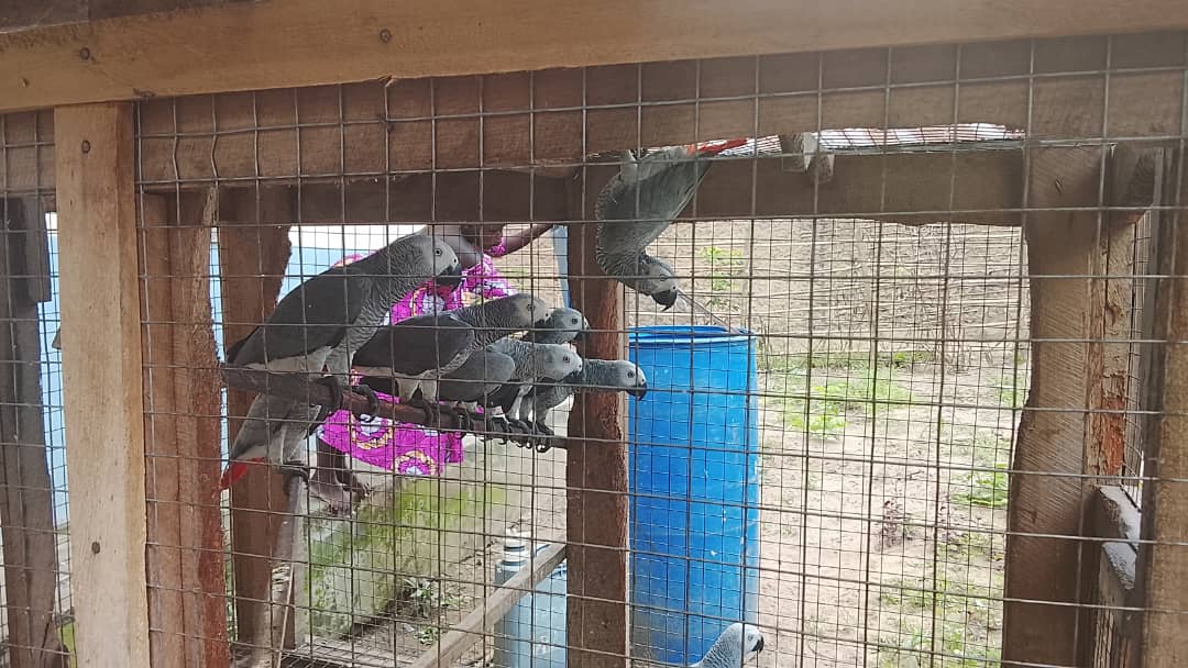 CRIMINALITÉ FAUNIQUE AU SANKURU : APPACOL-PRN MULTIPLIE LES ACTIONS POUR SAUVER LA BIODIVERSITÉ