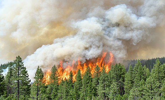 Protection des forêts : la prévention des incendies devient une priorité mondiale face à l'urgence climatique