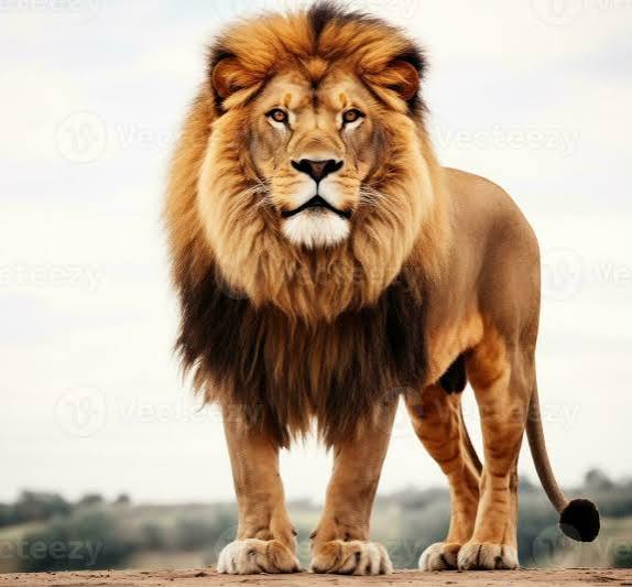 JOURNÉE MONDIALE DU LION : GARANTIR L’AVENIR D’UN PILIER ÉCOLOGIQUE AFRICAIN
