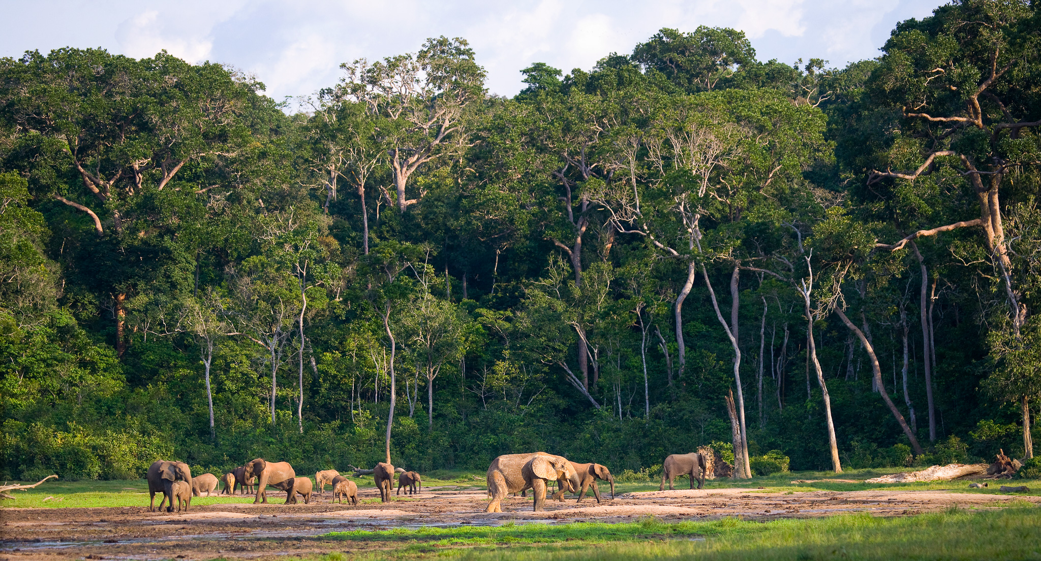 Journée mondiale de l’éléphant : ce bâtisseur dont le Bassin du Congo ne peut se passer