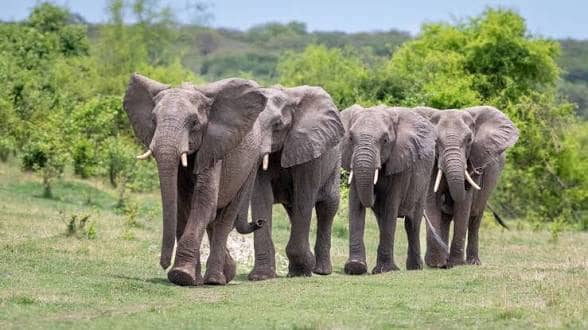 JOURNÉE MONDIALE DE L’ÉLÉPHANT 2026 : QUAND LES GÉANTS DE LA FORÊT RAPPELLENT L’URGENCE DE PROTÉGER LA NATURE