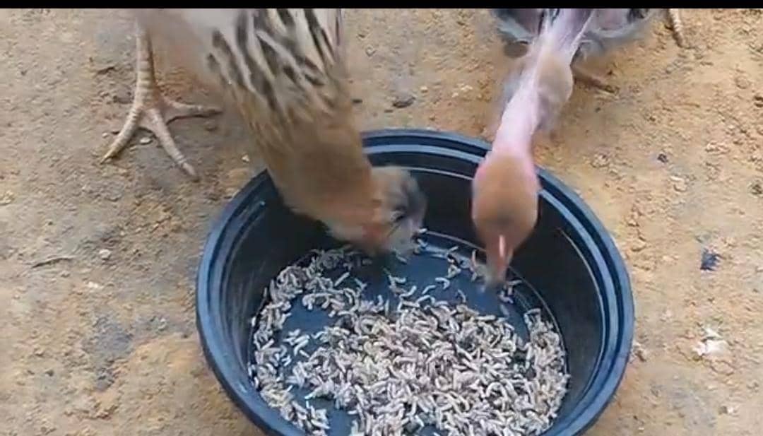 OPBS RÉCOLTE SES PREMIERS ASTICOTS EXPÉRIMENTAUX ET AMORCE LES ESSAIS EN AVICULTURE