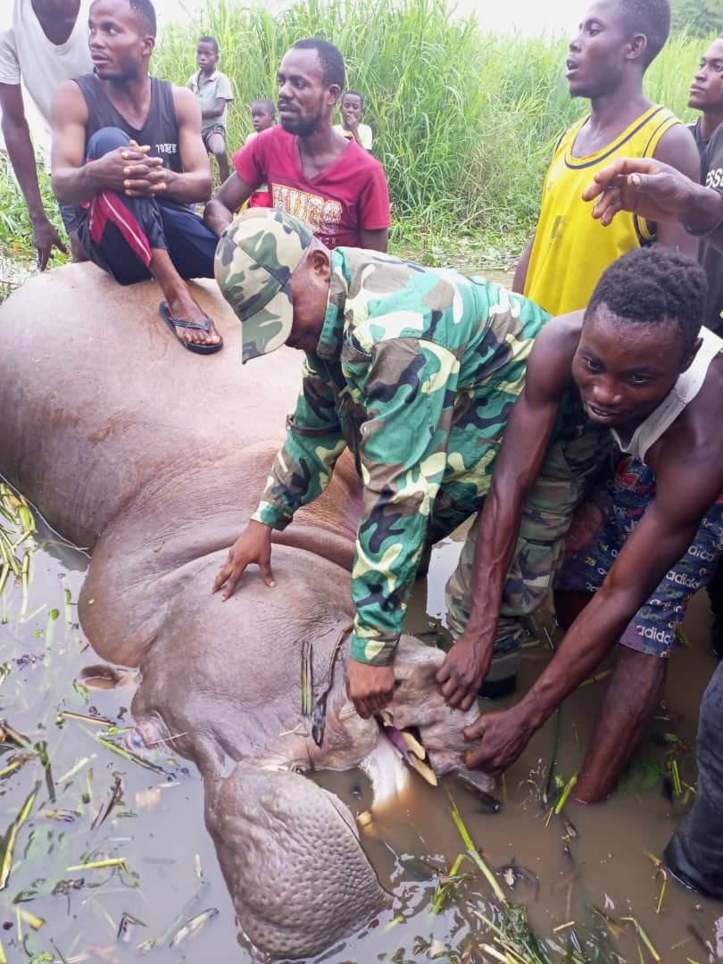 FLASH INFO, LOKOLELA : UNE ALERTE SUR UN PRÉSUMÉ ACTE DE BRACONNAGE D’UN HIPPOPOTAME