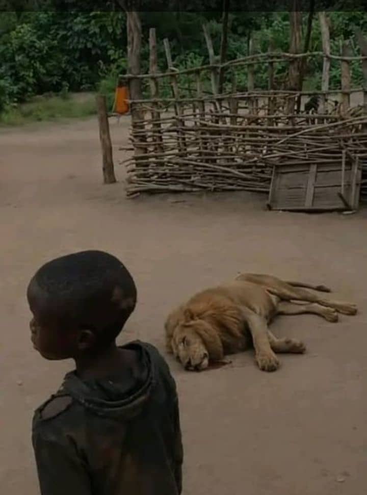 Sankuru : l’ONG APPACOL-PRN déplore l’abattage d’un lion et appelle à renforcer la gestion des conflits homme-faune