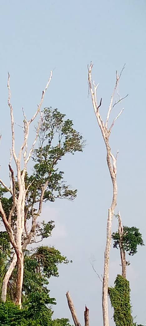 SÉCHERESSE DES ARBRES SUR LES RIVES DU FLEUVE CONGO : CHANGEMENT CLIMATIQUE OU PHÉNOMÈNE NATUREL ?