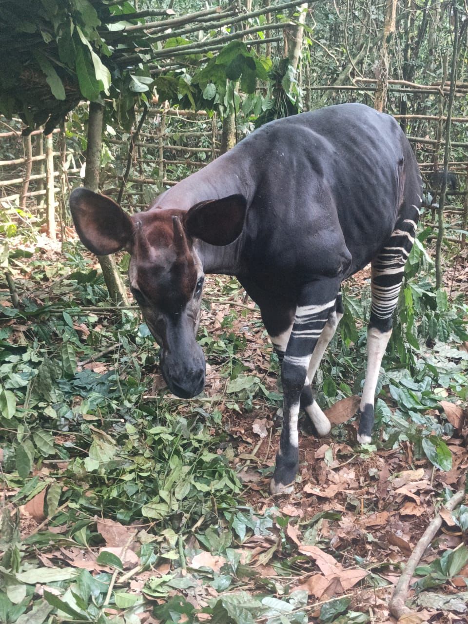 RUBI-TÉLÉ : UN OKAPI SAUVÉ D’UN COLLET, UN SIGNAL FORT POUR LA CONSERVATION