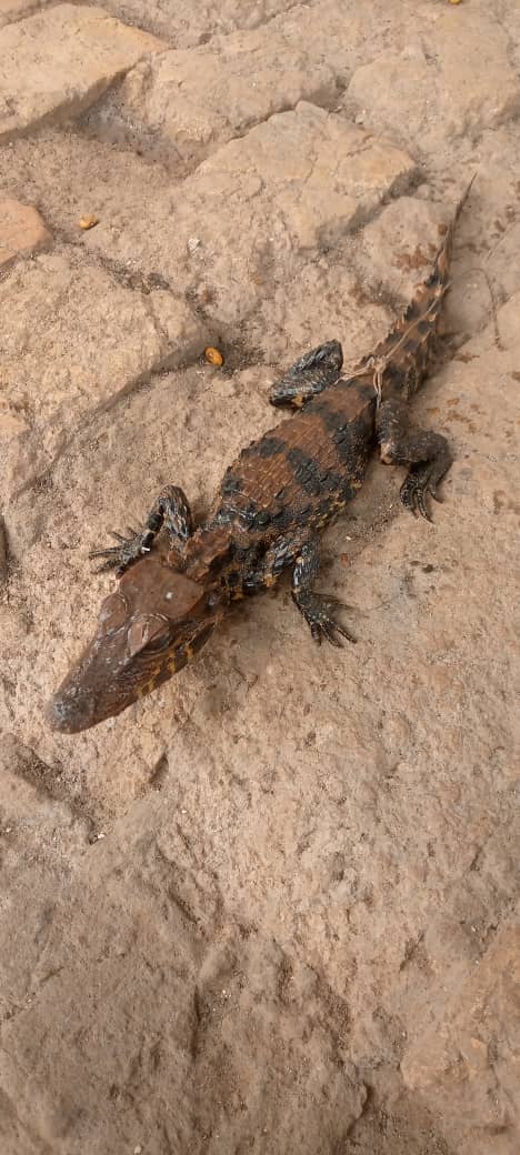 scoop environnement : un petit crocodile nain retrouvé dans les eaux de Lokolela