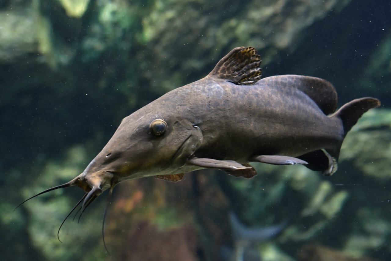 Biodiversité : DANS LES EAUX DE LA RDC, LA POPULATION DES POISSONS RÉVÈLE UNE BIODIVERSITÉ SOUS PRESSION