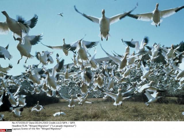 LES OISEAUX MIGRATEURS : LEUR VOYAGE, UN SIGNAL D’ALARME POUR NOS ÉCOSYSTÈMES