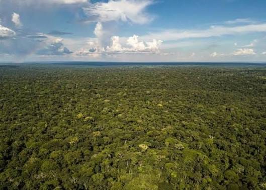 FORÊTS TROPICALES : LE SANCTUAIRE VIVANT DE LA BIODIVERSITÉ MONDIALE