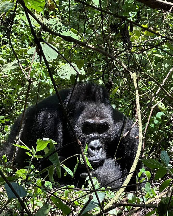 Journée internationale du gorille : le PNKB en première ligne pour sauver les gorilles de Grauer