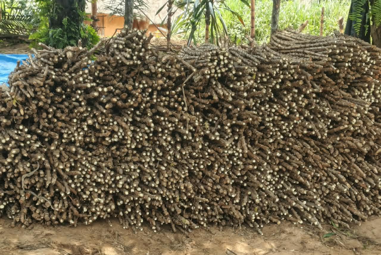 SANKURU : À LODJA, DES BOUTURES DE MANIOC POUR COMBATTRE LA FAIM PAR L’AGROÉCOLOGIE