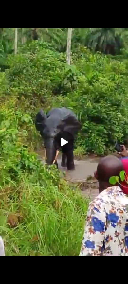 ALERTE ENVIRONNEMENT, UN ÉLÉPHANT SIGNALÉ PRÈS D’UNE SOURCE D’EAU À MIKALAYI